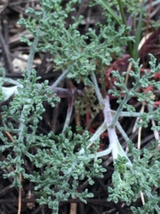 Chaenactis douglasii