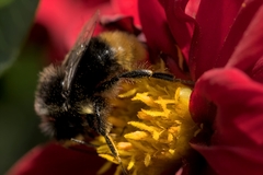 Bombus