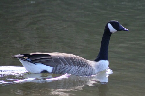 Canada Goose photographed in Virginia