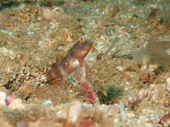 Amblyeleotris periophthalmus