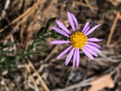 Erigeron breweri
