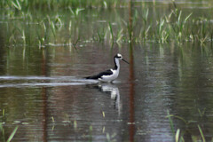Himantopus mexicanus melanurus