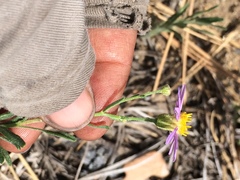 Erigeron breweri