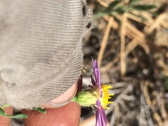 Erigeron breweri