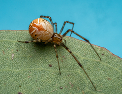 Theridion
