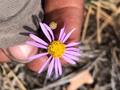 Erigeron breweri