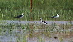 Himantopus mexicanus melanurus
