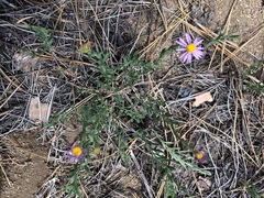 Erigeron breweri