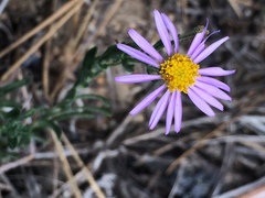 Erigeron breweri