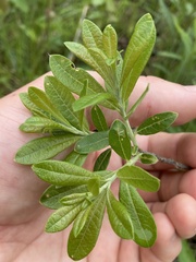 Salix humilis