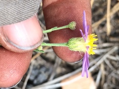 Erigeron breweri