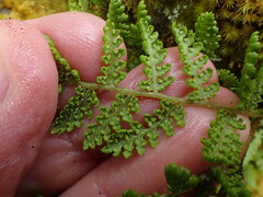 Hypolepis millefolium