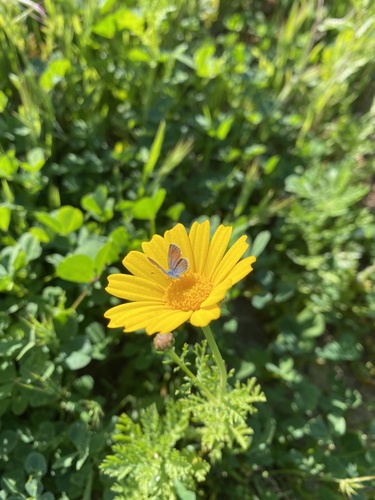 iNaturalist observation photo of Western Pygmy-Blue