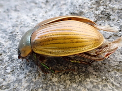 Stethaspis