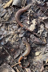 Plethodon websteri