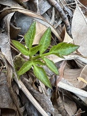 Angelica scabrida