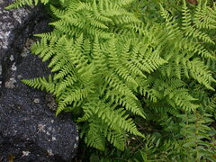 Hypolepis millefolium