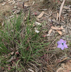 Aristea cantharophila