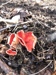 Sarcoscypha austriaca