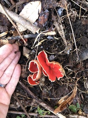 Sarcoscypha austriaca