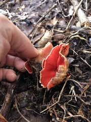 Sarcoscypha austriaca