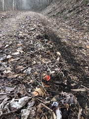 Sarcoscypha austriaca