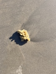 Hymeniacidon perlevis