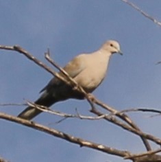 Streptopelia decaocto
