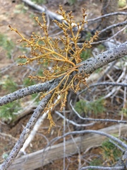 Arceuthobium campylopodum