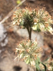 Phacelia hastata
