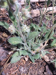 Phacelia hastata