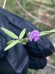 Glycine microphylla