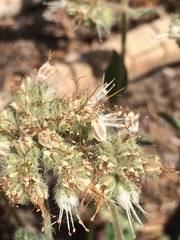 Phacelia hastata