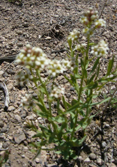 Comandra umbellata