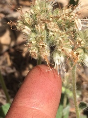 Phacelia hastata