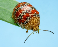 Paropsis obsoleta
