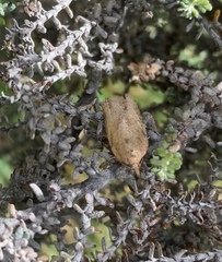 Tortricoidea