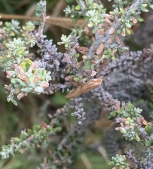 Tortricoidea