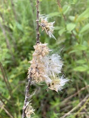 Salix humilis