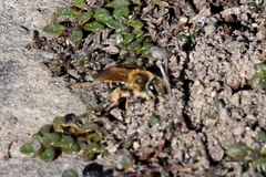 Andrena miserabilis