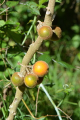 Solanum quitoense