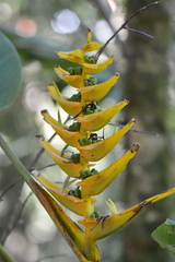 Heliconia lankesteri lankesteri