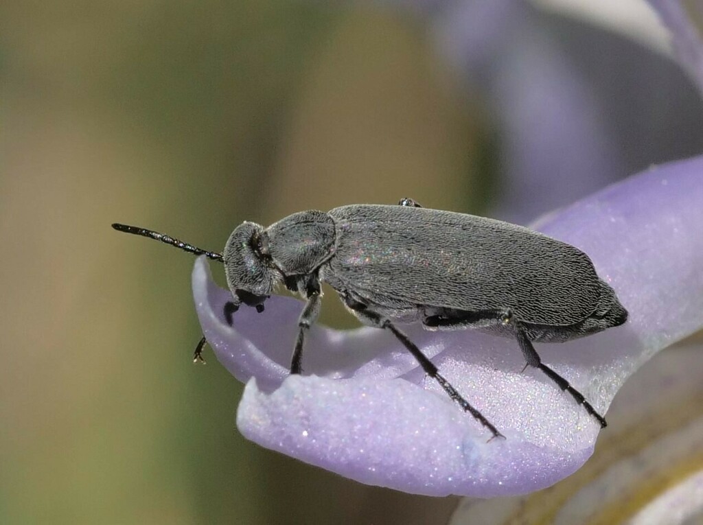Epicauta pruinosa