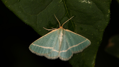 Mixocera latilineata