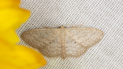 Scopula hypochra
