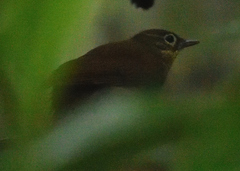 Anabacerthia striaticollis