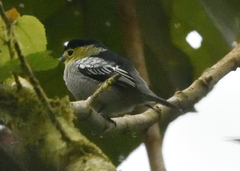 Pachyramphus versicolor