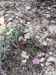 Calyptridium monospermum