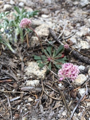 Calyptridium monospermum