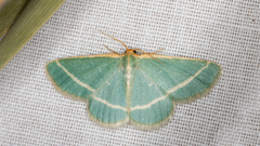 Mixocera latilineata